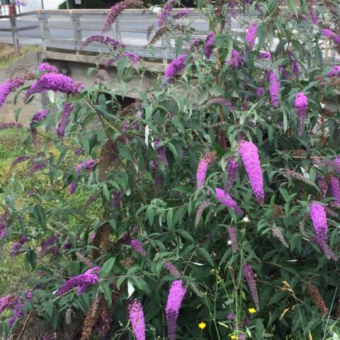 Buddleja davidii Fascinating Metuljnik Drevesnica KURBUS STARŠE