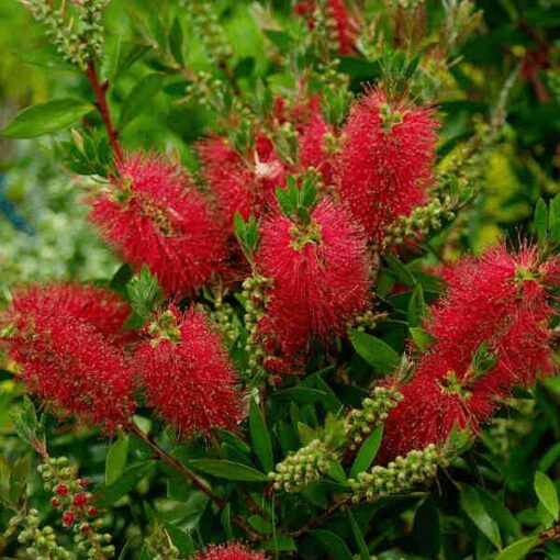 Callistemon laevis  (Ščetovka)